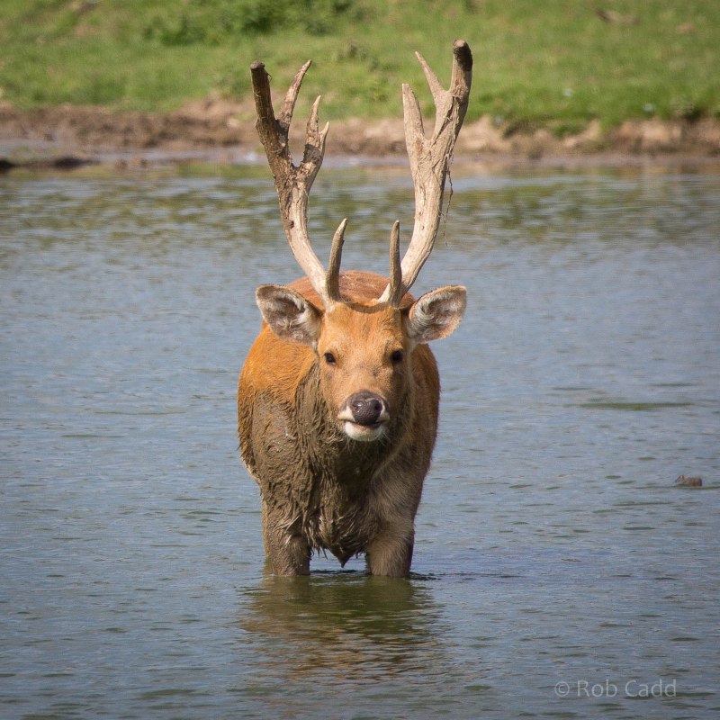Национальный парк Канха (Kanha National Park)