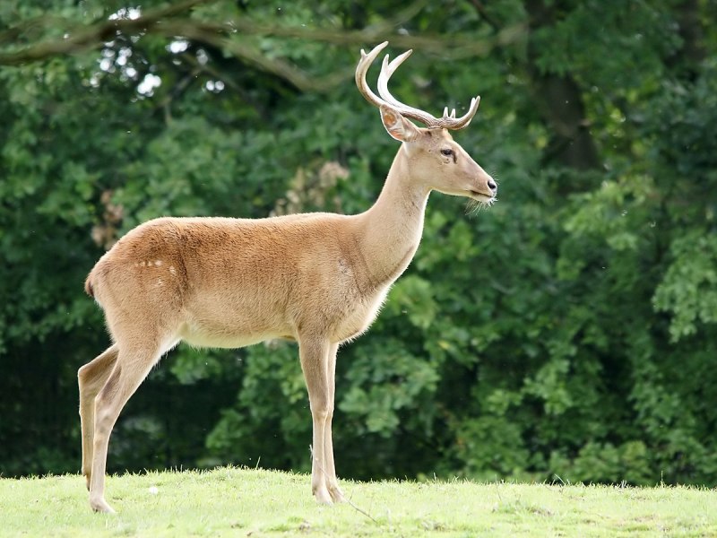 Cervus duvaucelii)