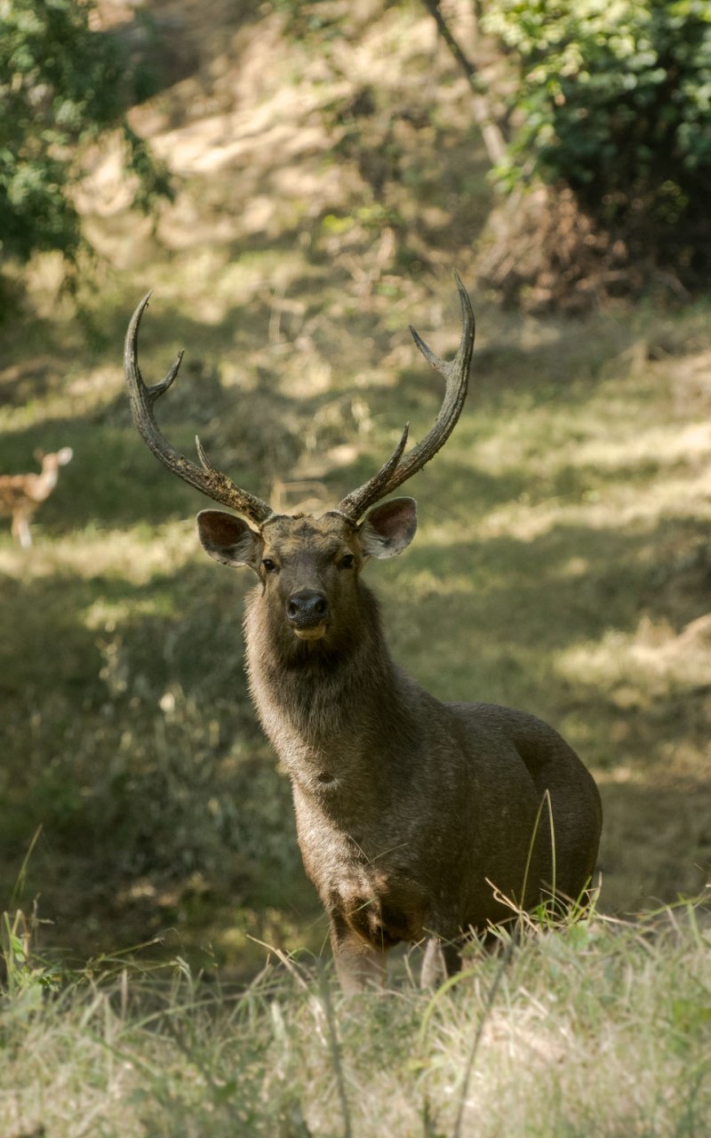 Cervus duvaucelii)