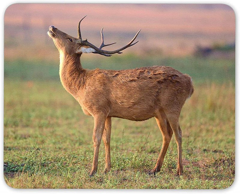 Deer j[EG P