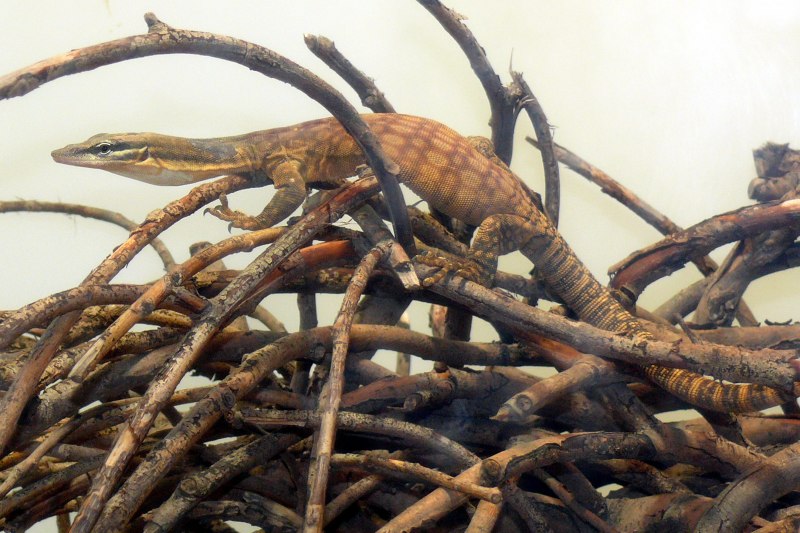 Varanus Glebopalma