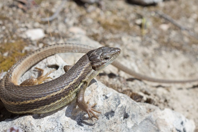 Psammodromus algirus