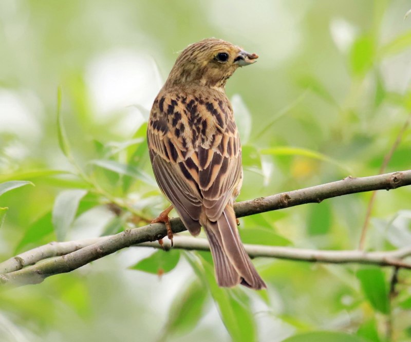 Овсянка, Камышовая, тростниковая (Emberiza schoeniclus)