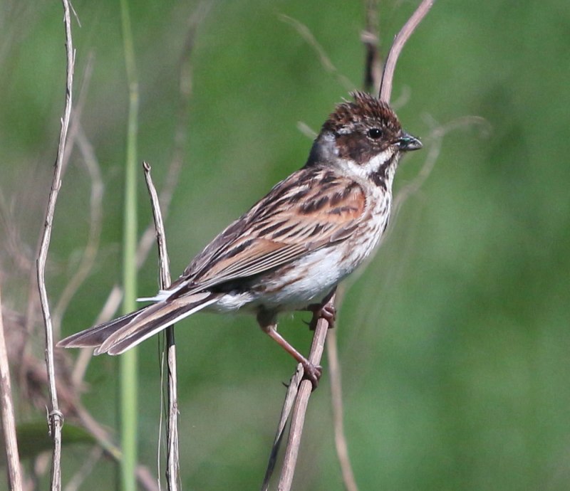 Овсянка, Камышовая, тростниковая (Emberiza schoeniclus)