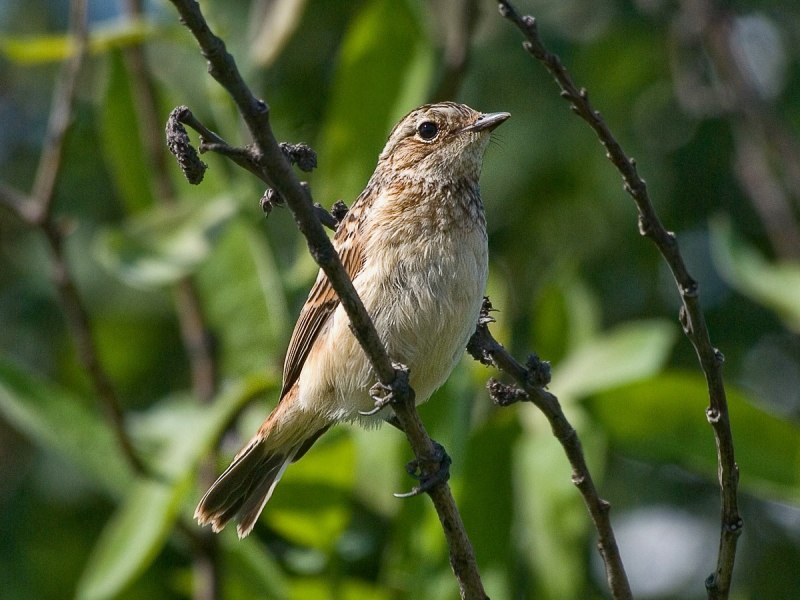 Овсянка Камышовая, или тростниковая – Emberiza schoeniclus (l., 1758)