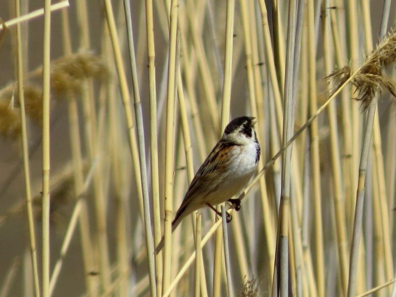 Камышовая овсянка - Emberiza schoeniclus