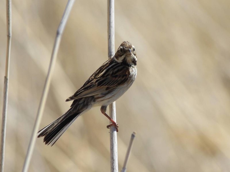 Камышовая овсянка - Emberiza schoeniclus