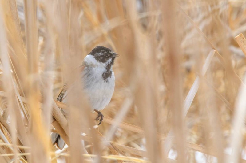 Камышовая овсянка - Emberiza schoeniclus