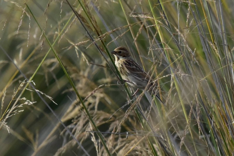 Камышовая овсянка - Emberiza schoeniclus