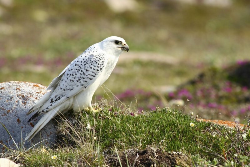 Кречет Falco rusticolus