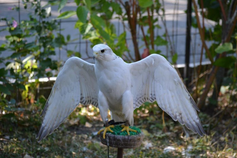 Кречет Falco rusticolus