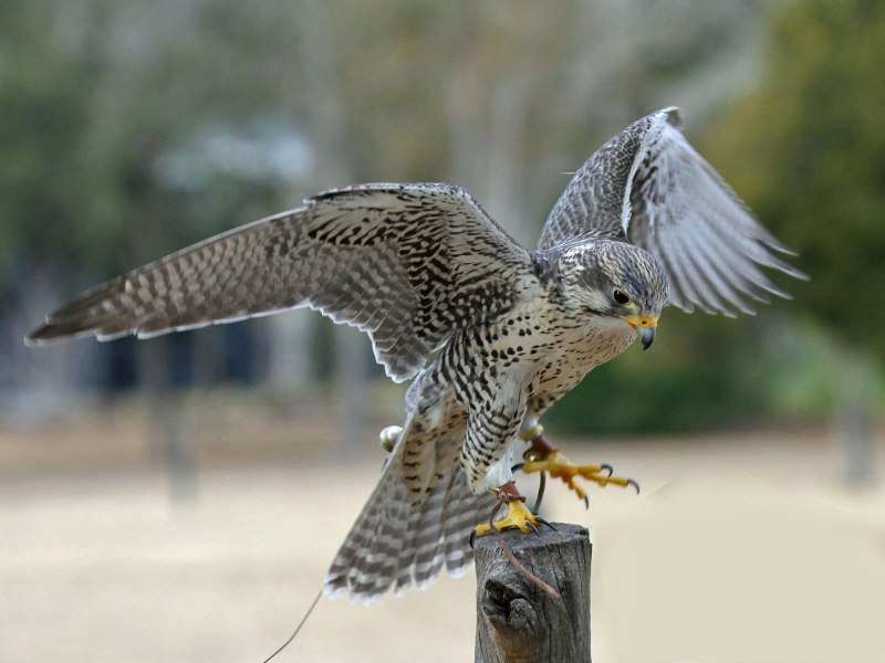 Кречет - Falco rusticolus Linnaeus