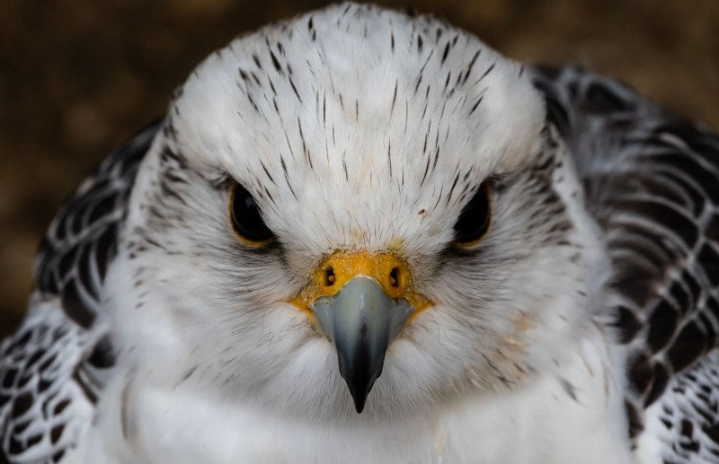 Кречет - Falco rusticolus Linnaeus
