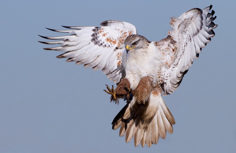 Кречет Falco rusticolus
