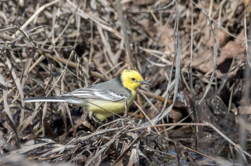 Горная трясогузка (Motacilla cinerea)