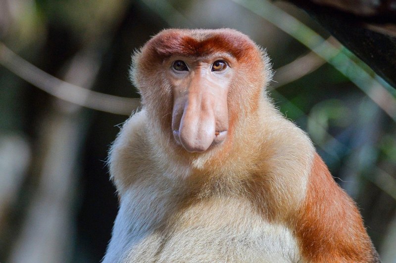 Носач (proboscis Monkey)