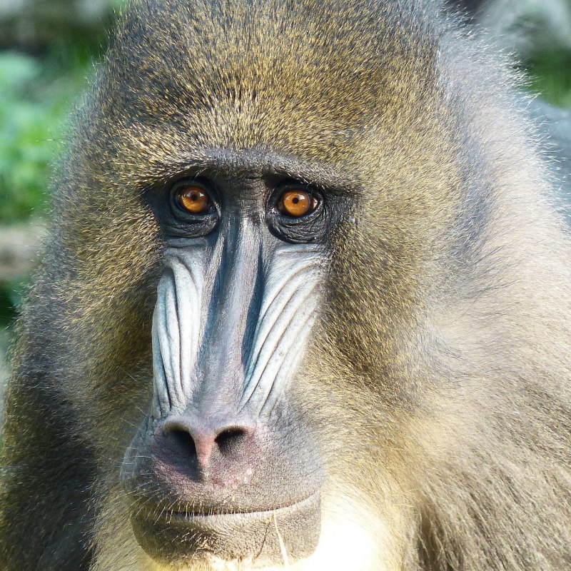 Mandrill Mandrill 1971