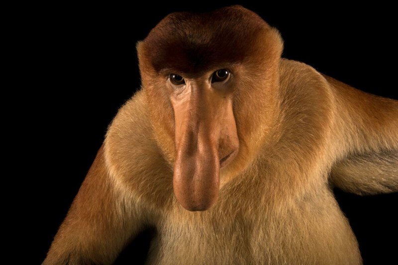 Proboscis Monkey Joel Sartore