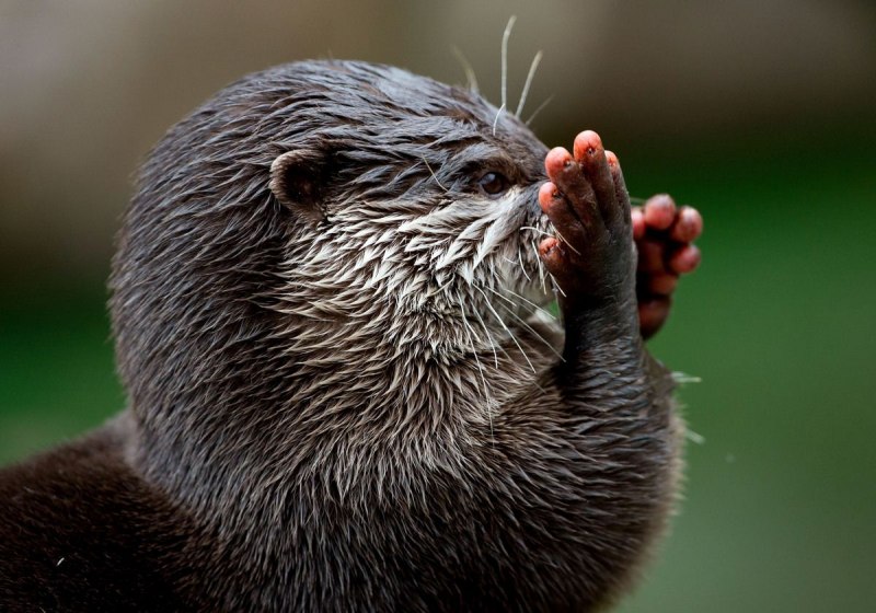 Выдры Otters