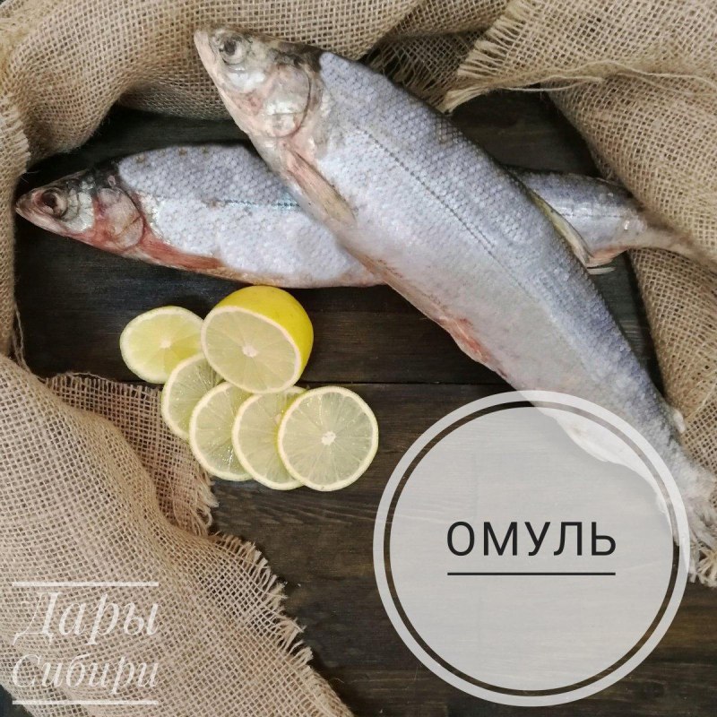 Пелядь маленькая