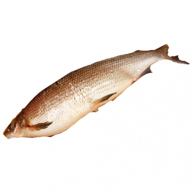 Пелядь, муксун