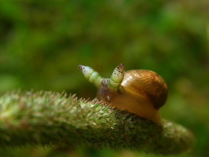 Leucochloridium Paradoxum
