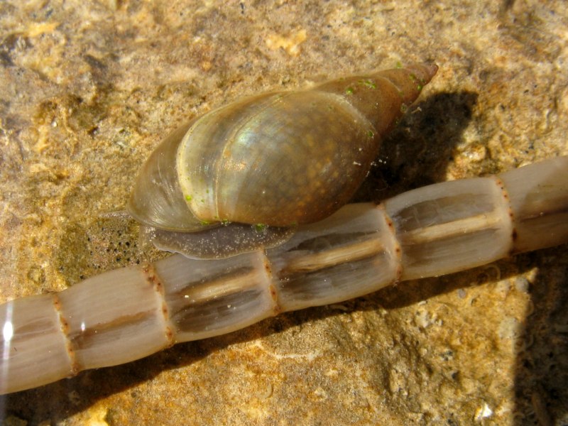 Улитка Priotrohatella stellata