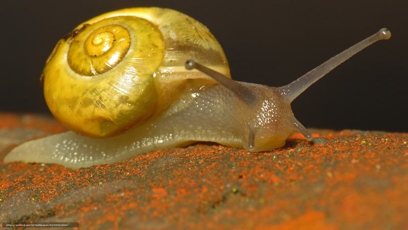 Nikon small World 2021