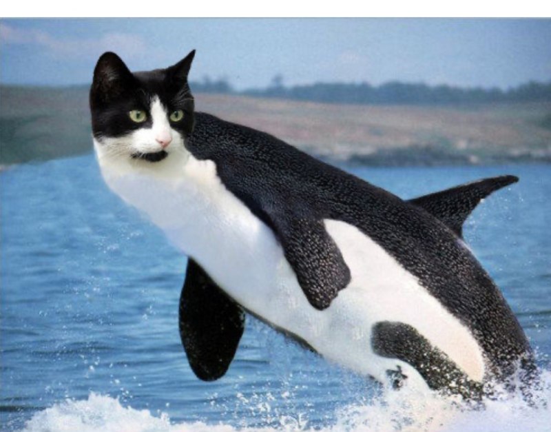 Морж Дельфин морской Лев Касатка