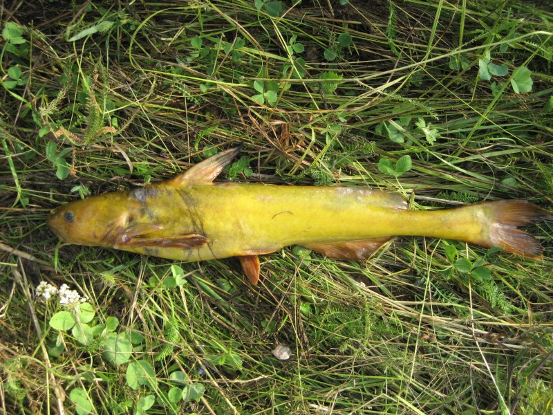 Pelteobagrus fulvidraco