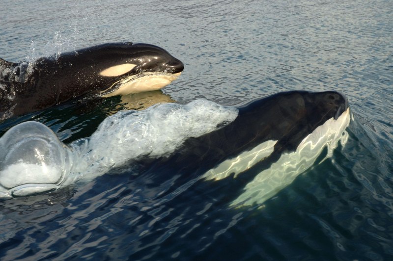 Касатка (2020) (Orca)