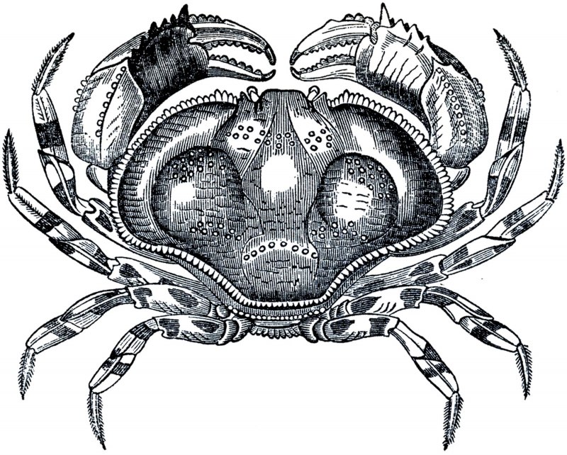 Графические рисунки крабов