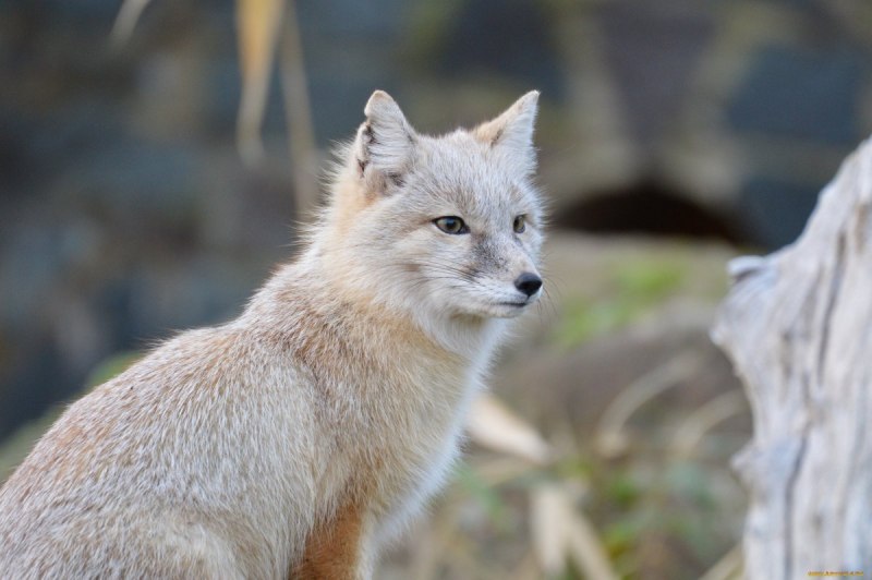 Корсак Сибирский