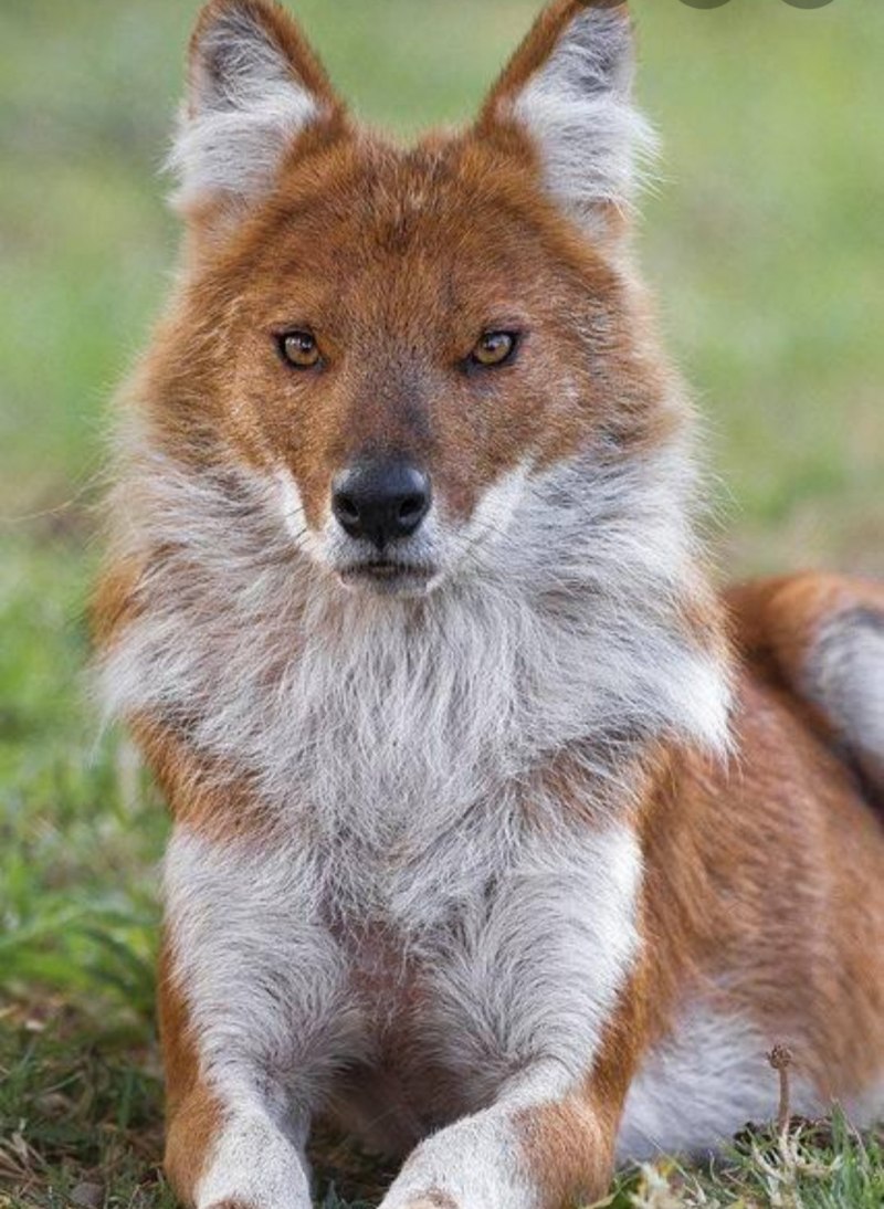 Canis Lupus cubanensis