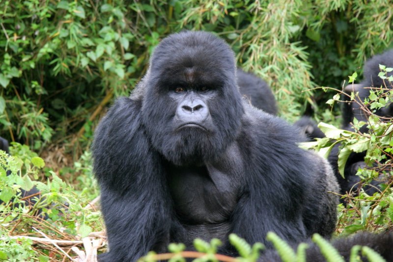 Silverback Gorilla