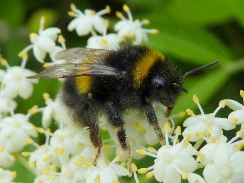 Bombus Modestus