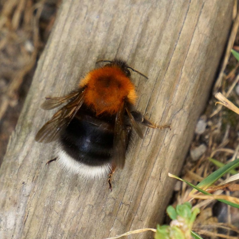 Шмель Bombus dahlbomii