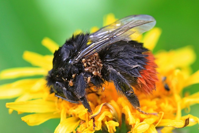 Шмель Шренка – Bombus schrencki