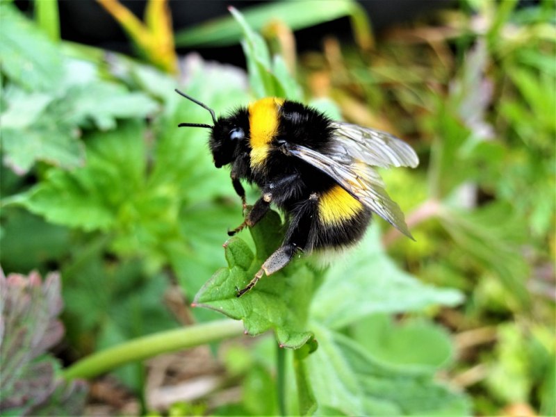 Bombus sporadicus