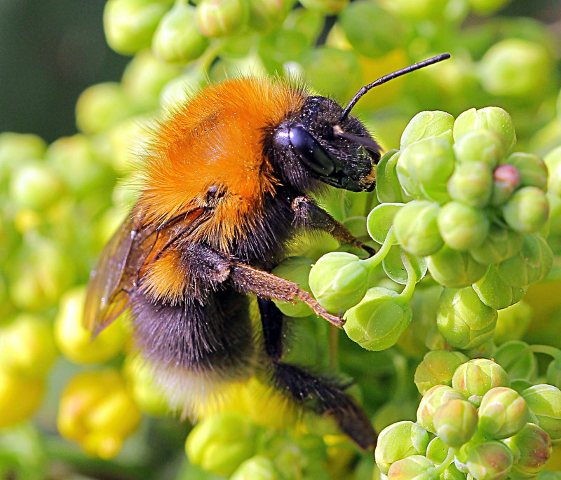 Шмель армянский - Bombus armeniacus