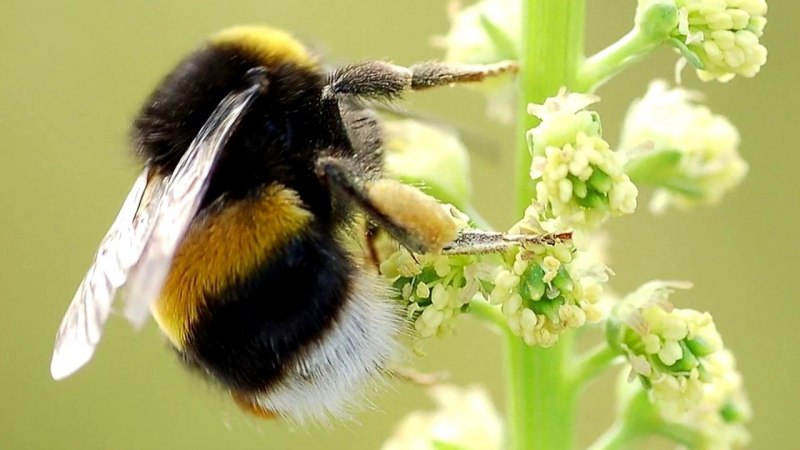 Bumblebee Шмель