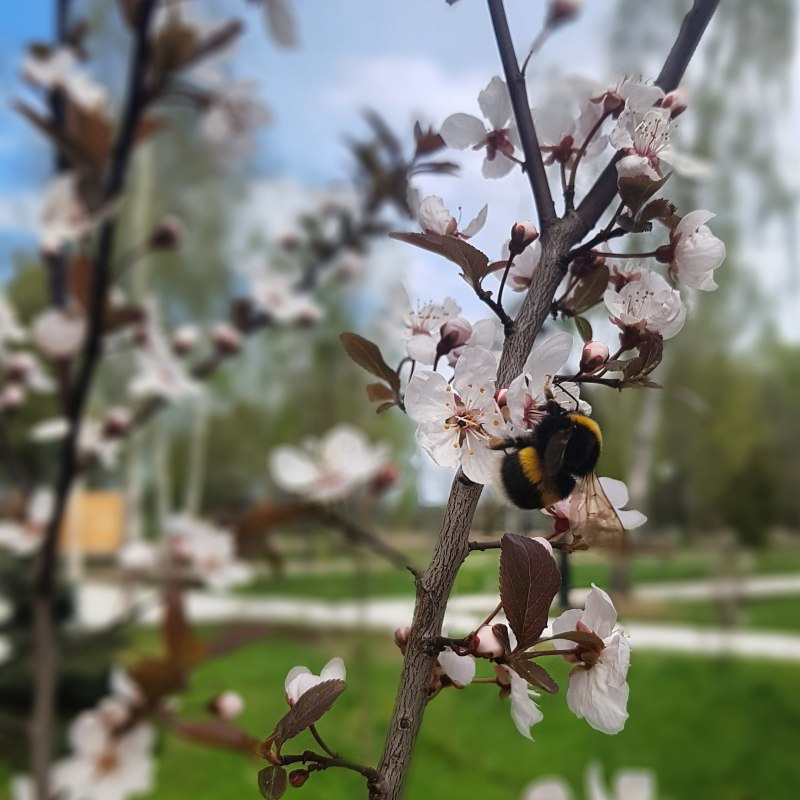 Фото как писают майские шмели