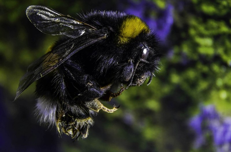 Bombus terrestris жало