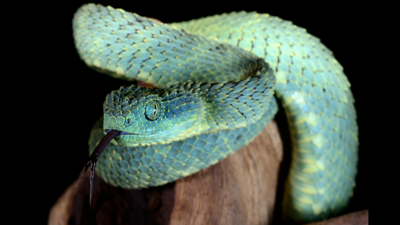 Шершавая древесная гадюка (Atheris squamigera)