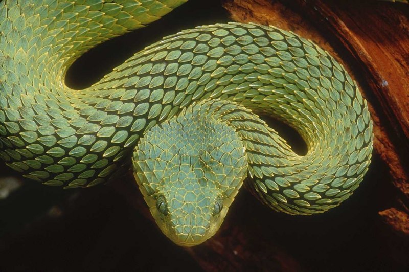 Кустарниковая гадюка (Atheris
