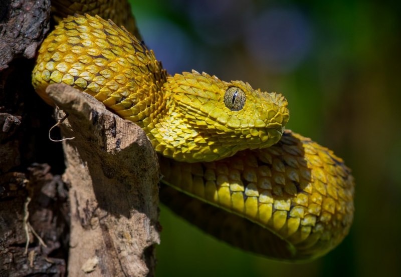 Кустарниковая гадюка (Atheris