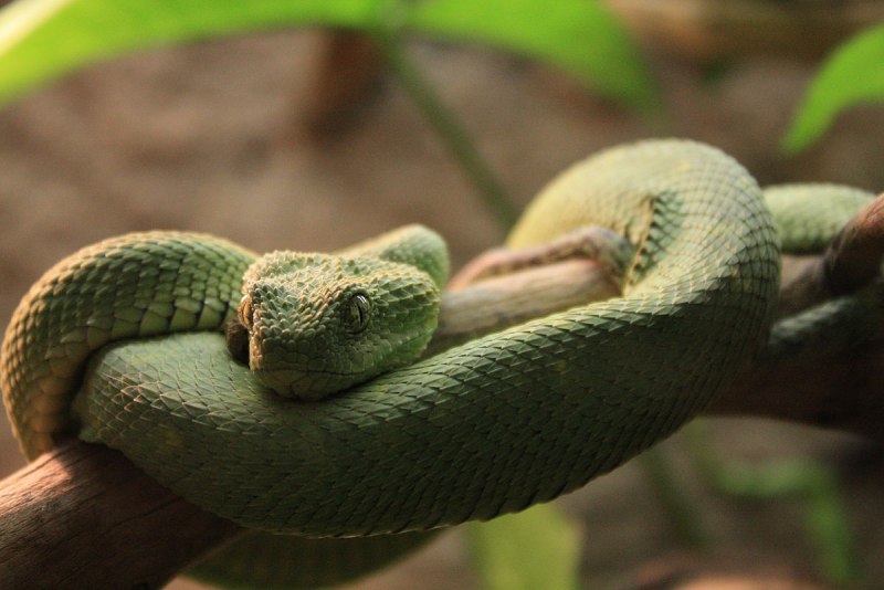 Кустарниковая гадюка (Atheris