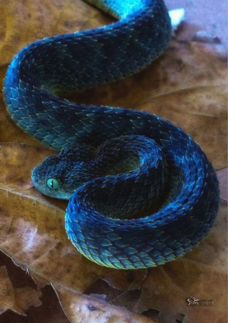 Кустарниковая гадюка (Atheris