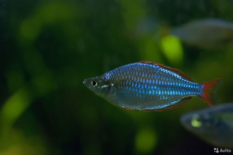 Неоновая Радужница Melanotaenia praecox