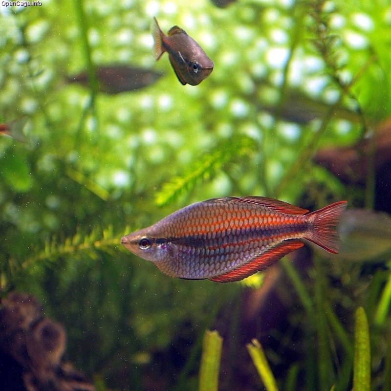 Неоновая Радужница Melanotaenia praecox